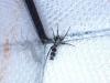 Herpyllinae inconnu